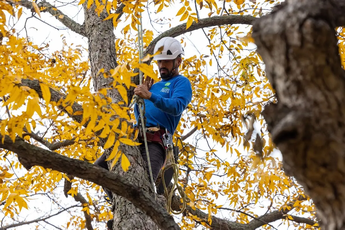 Skilled Storm Damage Cleanup crew working in Friona