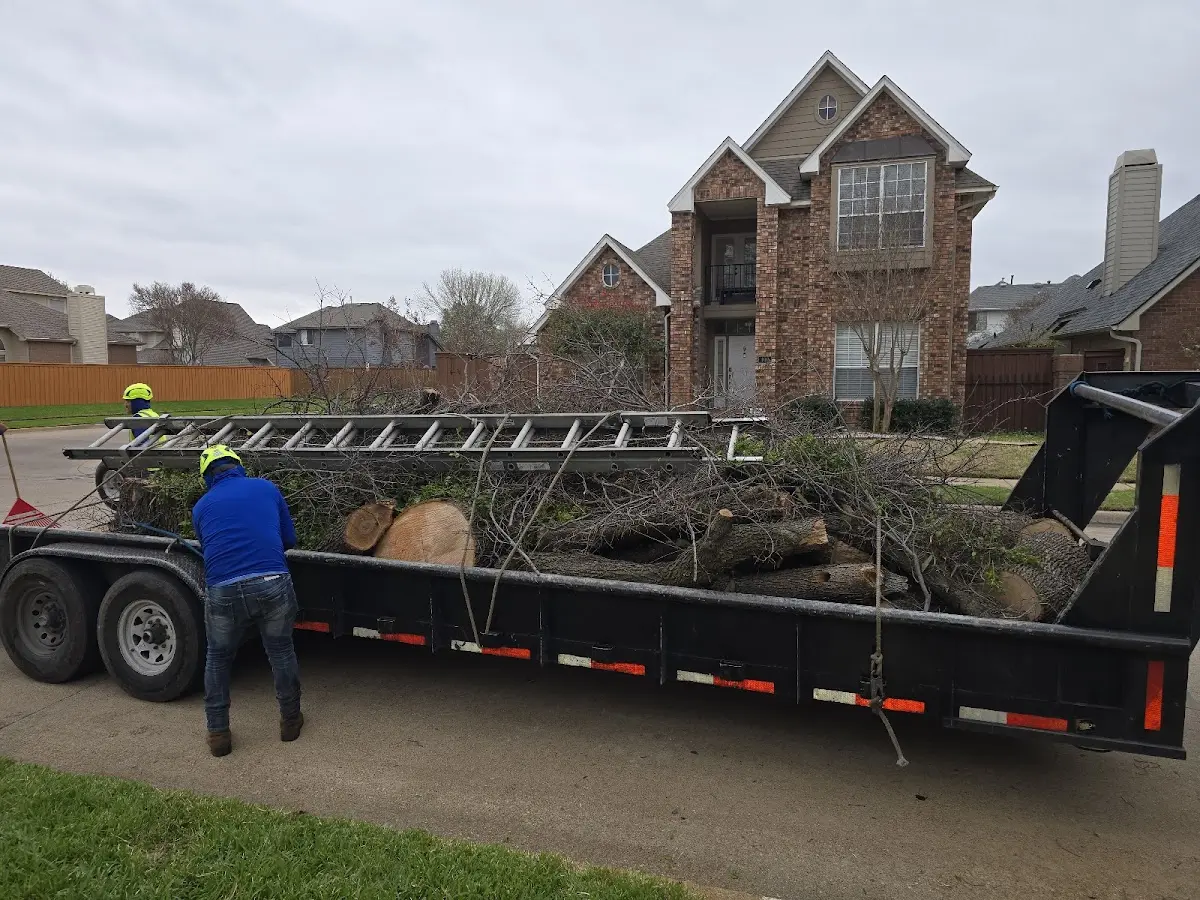 Expert Tree Removal with proper safety equipment in Friona